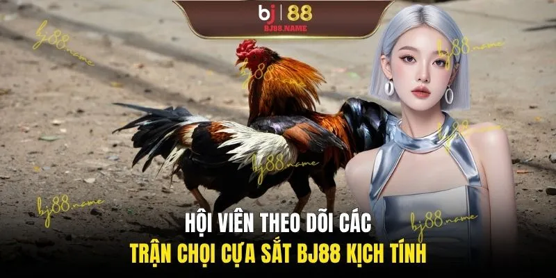 Hội viên theo dõi các trận chọi cựa sắt BJ88 kịch tính